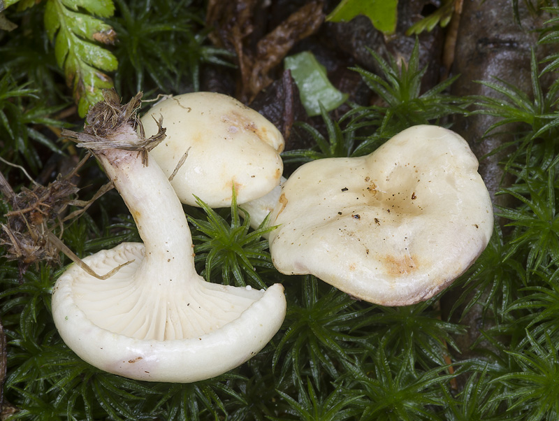 Lactarius aspideus